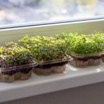 Wyglądają jak kiełki, ale są sto razy lepsze. Możesz hodować je na parapecie