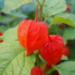 Wyglądają jak lampiony i zdobią ogród przez cały rok. Ładniejsze od chryzantem