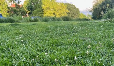 Wyglądają jak mlecze, ale to bardzo uciążliwe chwasty. Tak pozbędziesz się ich z trawnika