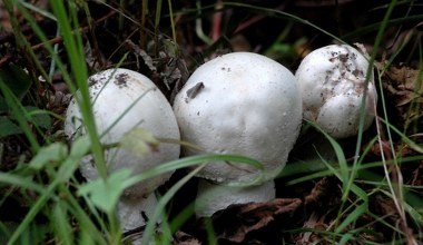Wyglądają jak pieczarki, ale są bardzo trujące. Uważaj w czasie grzybobrania 