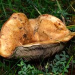 Wyglądają jak rydze, lecz są trujące. Zanim zerwiesz, zwróć uwagę na ten szczegół 