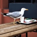 Wygłodniałe ptaki atakują. Jeden z gołębi chciał ukraść 300-gramowego kotleta