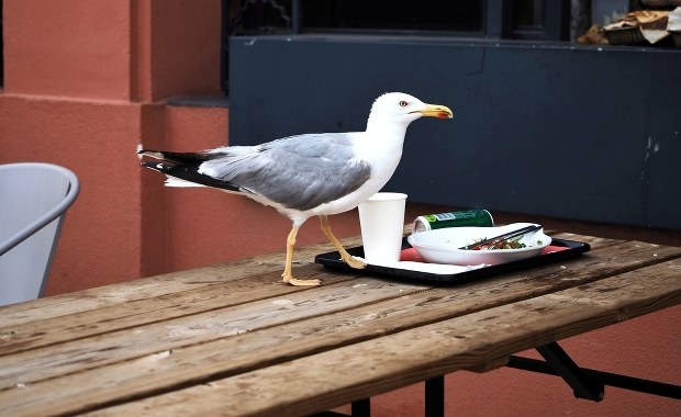 Wygłodniałe ptaki atakują. Jeden z gołębi chciał ukraść 300-gramowego kotleta