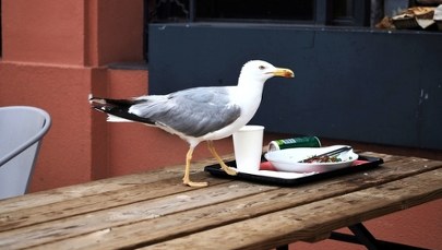 Wygłodniałe ptaki atakują. Jeden z gołębi chciał ukraść 300-gramowego kotleta