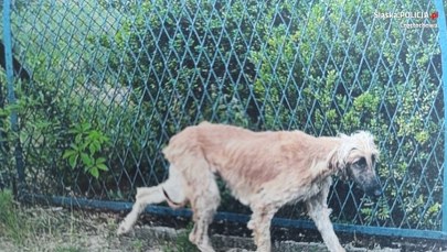 Wygłodzone charty afgańskie zabrane z prywatnej posesji