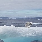 Wygłodzony lis polarny utknął na skrawku góry lodowej
