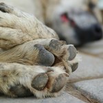 Wygłodzony pies zmarł. 22-latka usłyszała zarzuty