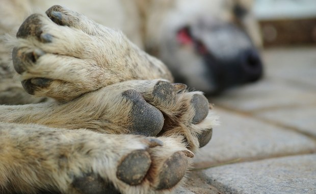 Wygłodzony pies zmarł. 22-latka usłyszała zarzuty