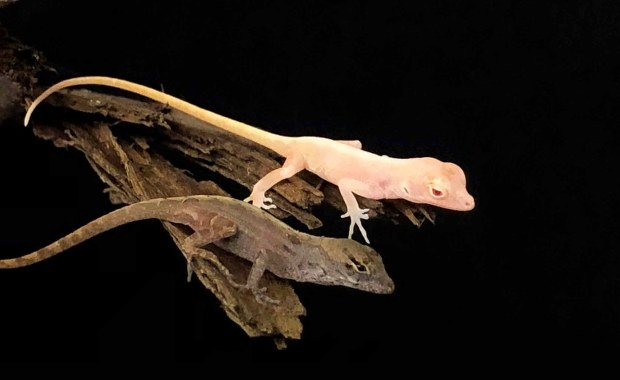 Wyhodowano pierwsze genetycznie zmodyfikowane gady. Jaszczurki w kolorze różowym