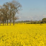 Wyhoduj sobie benzynę. Czy biopaliwa mogą pomóc nam zrezygnować z ropy?