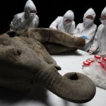 Wyizolowali najstarsze RNA świata. Olbrzym skrywał coś zaskakującego