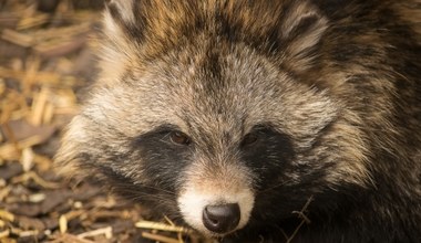 Wyjada jaja ptaków i pożera żaby. Jenot to utrapienie dla polskiej przyrody