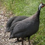 Wyjadają kleszcze z ogródka. Zapomniana zaleta perliczek