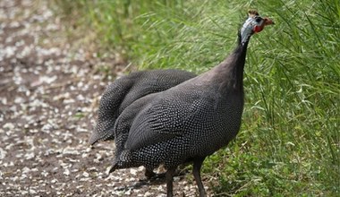 Wyjadają kleszcze z ogródka. Zapomniana zaleta perliczek