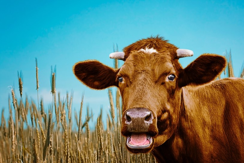 Wyjątkowa krowa może pomóc milionom cukrzyków (zdjęcie ilustracyjne) /helga1981 /123RF/PICSEL