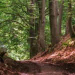 Wyjątkowe lasy w centrum Polski. Głębokie jary tworzą niezapomniany klimat