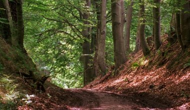 Wyjątkowe lasy w centrum Polski. Głębokie jary tworzą niezapomniany klimat