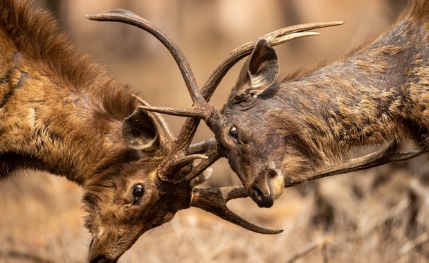 Wyjątkowe narodziny w poznańskim ZOO. Na świat przyszedł sambar kropkowany