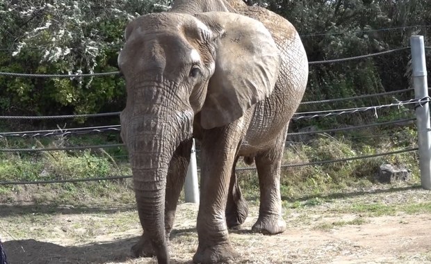 Wyjątkowe urodziny w poznańskim zoo. Słoń Ninio kończy 25 lat [WIDEO]