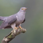 Wyjątkowe zachowanie ptaków. W ludzkim świecie to nie do pomyślenia