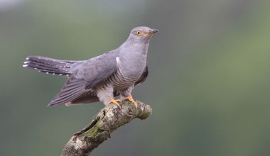 Wyjątkowe zachowanie ptaków. W ludzkim świecie to nie do pomyślenia