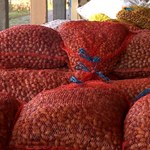 Wyjątkowo duże zbiory żołędzi. Uczeń rekordzista przyniósł aż 625 kg