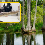 Wyjątkowy aligator atrakcją w USA. Nie ma całej górnej szczęki