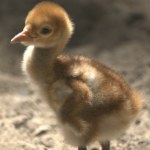 Wyjątkowy gość w poznańskim zoo. To rzadki gatunek