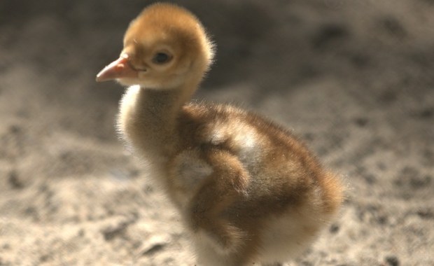 Wyjątkowy gość w poznańskim zoo. To rzadki gatunek