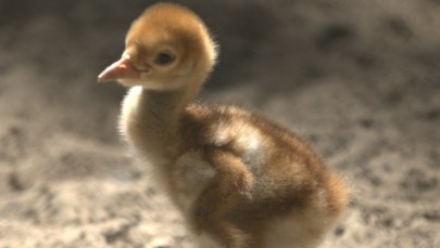 Wyjątkowy gość w poznańskim zoo. To rzadki gatunek