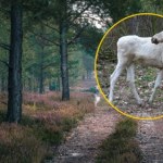 ​Wyjątkowy mieszkaniec parku narodowego. "Anomalia genetyczna"