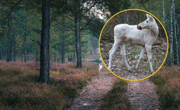 ​Wyjątkowy mieszkaniec parku narodowego. "Anomalia genetyczna"