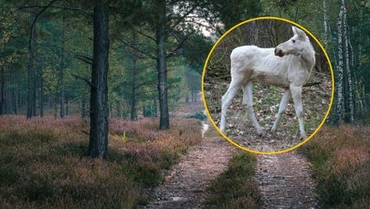 ​Wyjątkowy mieszkaniec parku narodowego. 