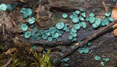 Wyjątkowy, niebieski grzyb rośnie w Polsce. Widzieli go tylko nieliczni