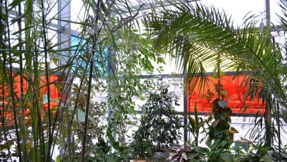 Wyjątkowy ogród ma pomóc chorym z Torunia