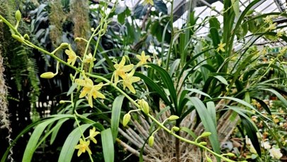 Wyjątkowy okaz zakwitł w łańcuckiej storczykarni 