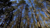 Wyjątkowy rozkaz dla żołnierzy NATO. Sadzili drzewa w Polsce