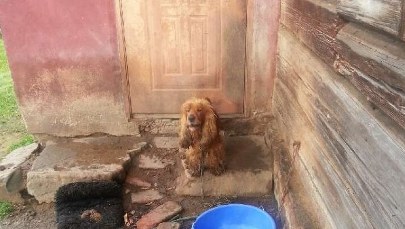 Wyjechał na święta. Zostawił psy na łańcuchu, bez jedzenia i wody