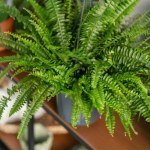 Wyjmij z lodówki i nakarm tym paprotkę. Odwdzięczy się pióropuszem liści