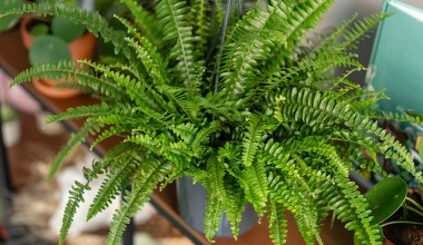 Wyjmij z lodówki i nakarm tym paprotkę. Odwdzięczy się pióropuszem liści