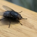 Wyjmij z szafki kuchennej i rozsyp na blacie. Muchy uciekną, gdzie pieprz rośnie