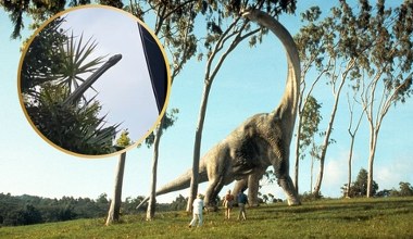 Wyjrzeli przez okno. Myśleli, że to dinozaur, ale prawda była inna