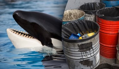 Wykańczają orki, powodują raka. Zakazane od lat chemikalia nadal trują