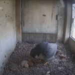 sokoły Wykluło się pierwsze pisklę słynnych sokołów z Lublina