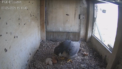 Wykluło się pierwsze pisklę słynnych sokołów z Lublina