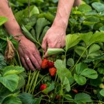 Wykonaj ten zabieg właśnie teraz. Latem zbierzesz dorodne i słodkie truskawki