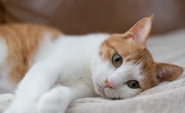 Wykonał kotu zabieg w miejskim szpitalu. Teraz czekają go konsekwencje