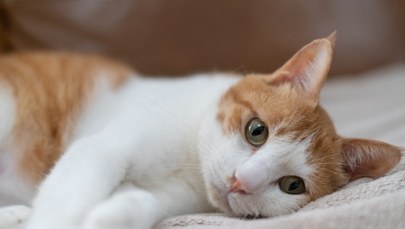 Wykonał kotu zabieg w miejskim szpitalu. Teraz czekają go konsekwencje