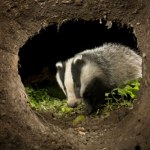 Wykopał norę i ułożył się do snu. Wyjątkowy gość w Warszawie