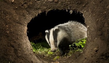 Wykopał norę i ułożył się do snu. Wyjątkowy gość w Warszawie
